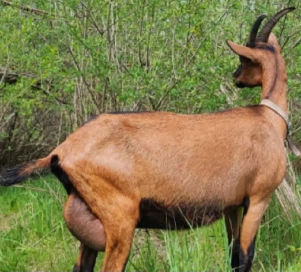 Lapte de capră disponibil !