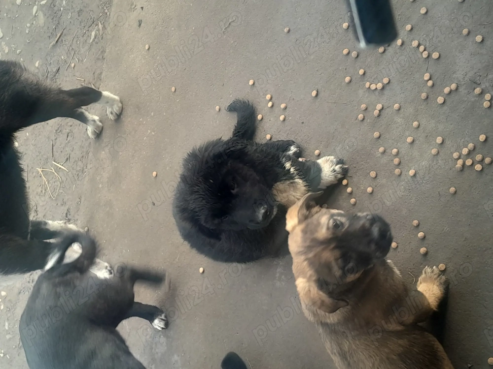 Ofer catei de talie mica spre adoptie