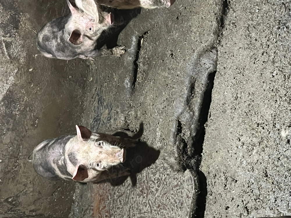 Porci de vannzare 3 luni 