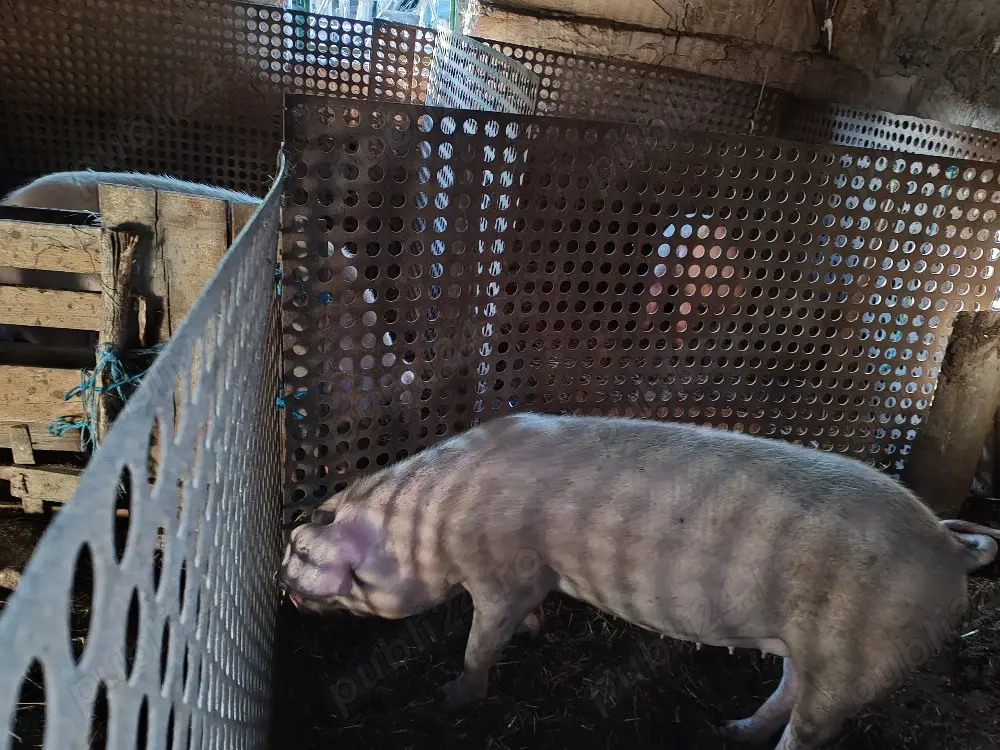 Vând porci de carne și groștei