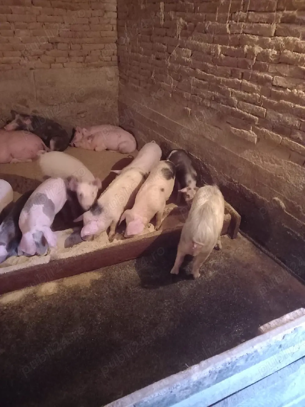 purcei și grăsuni  de vânzare 