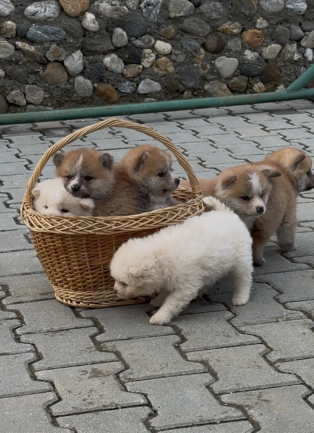 Akita Inu Japonez 