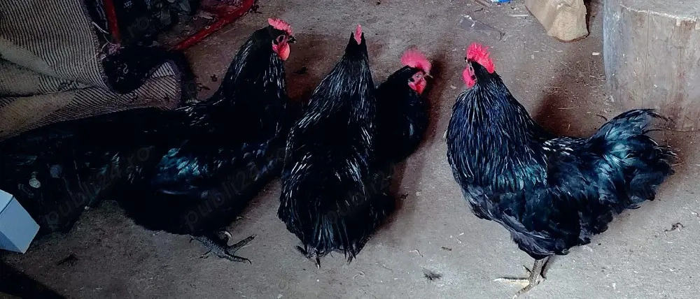 vind cocoși austrolop,giste ,doi ratoi mustii 