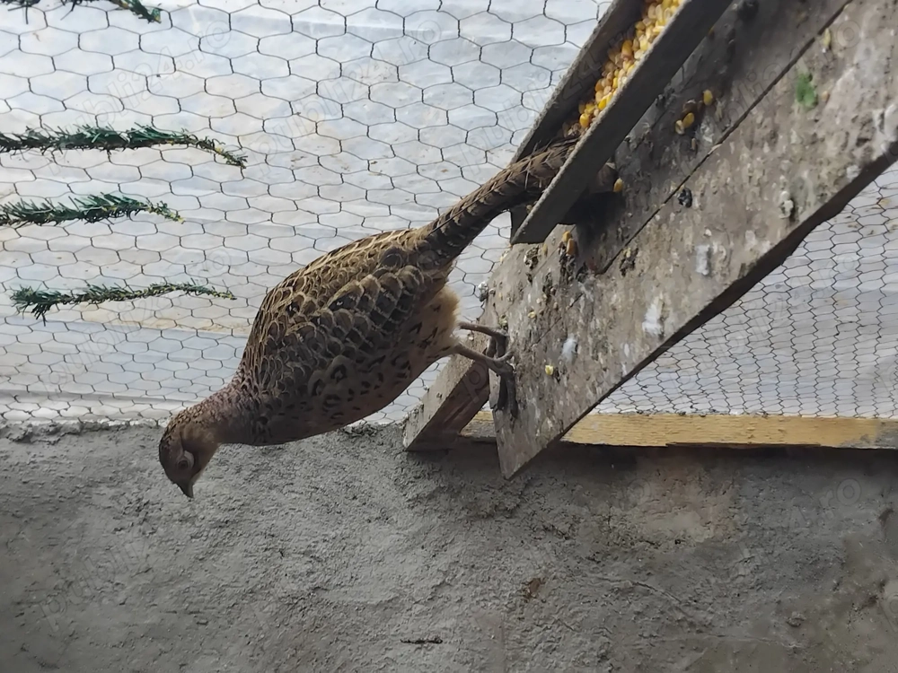 Pereche fazanii comuni disponibila 