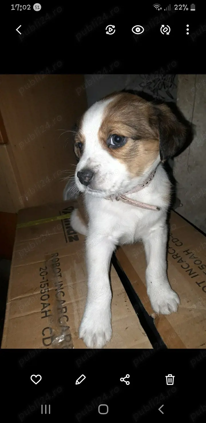 Vand 2 caini masculi amandoi 