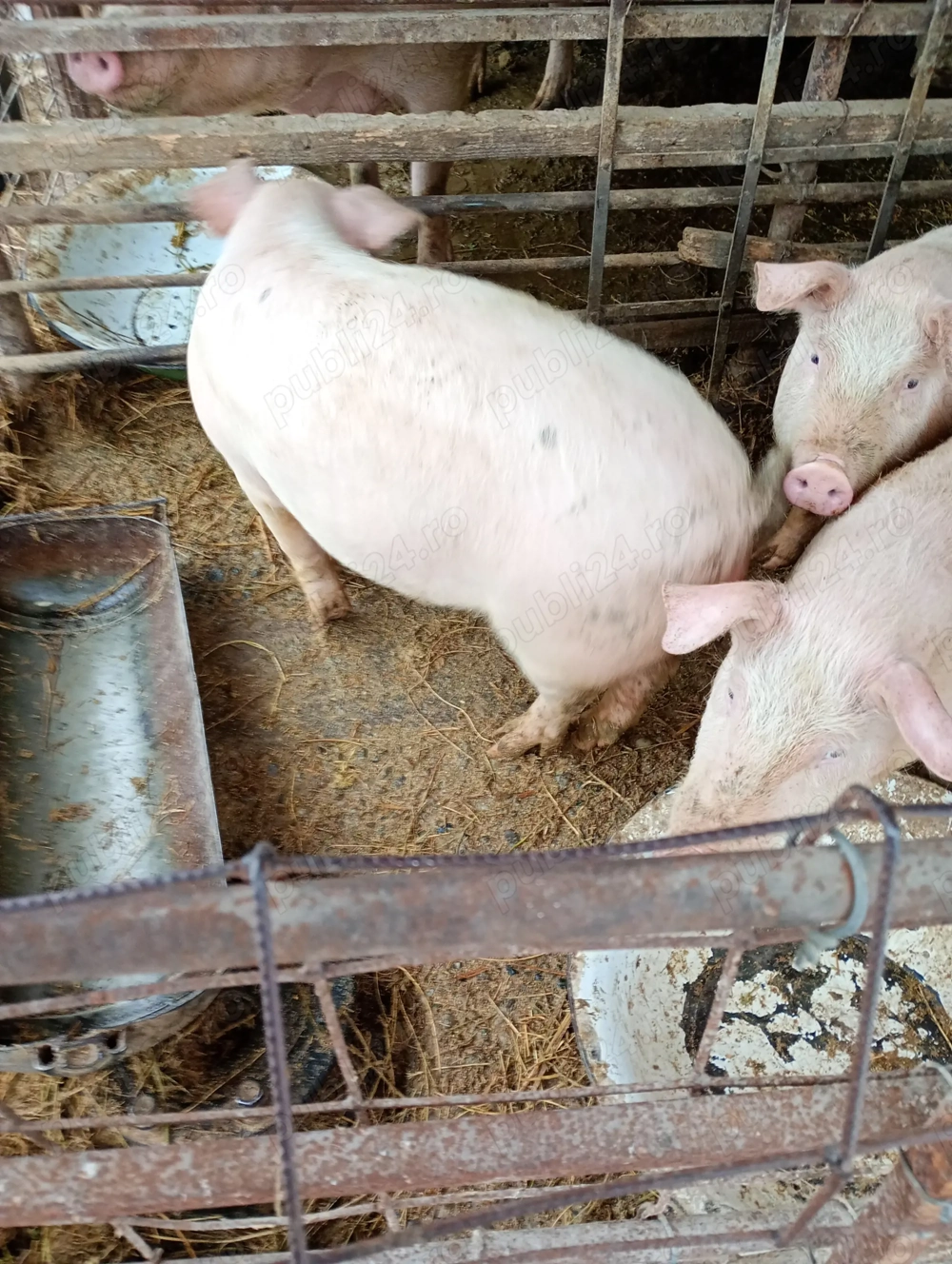 Schimb purcel Șoldan 