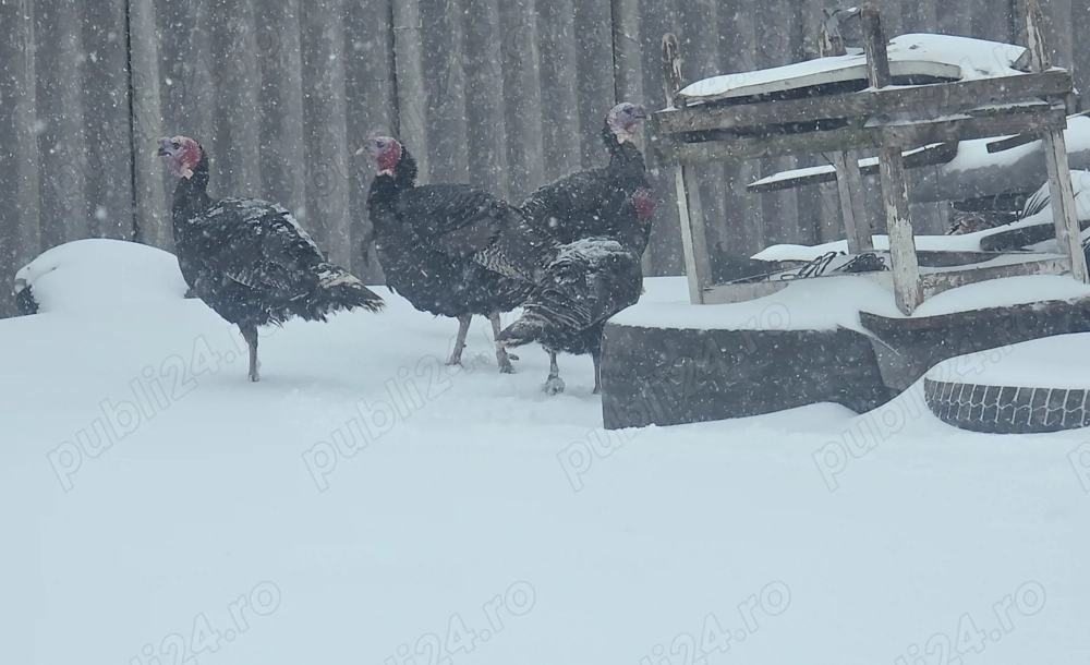 Curci și curcani de vânzare 