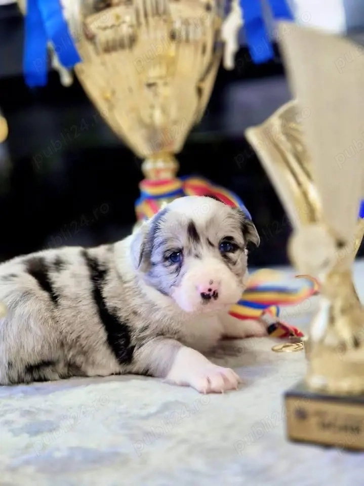 Puiuți Border Collie Superbi   Rezervări Deschise! PEDIGREE EXPORT