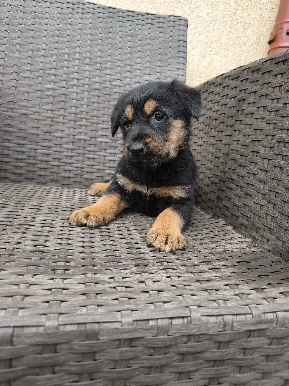 căței ciobănesc german 