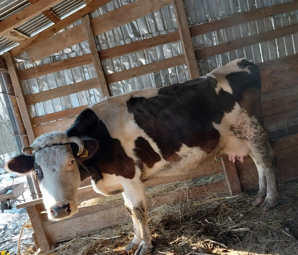 Vaca cu lapte baltata romaneasca