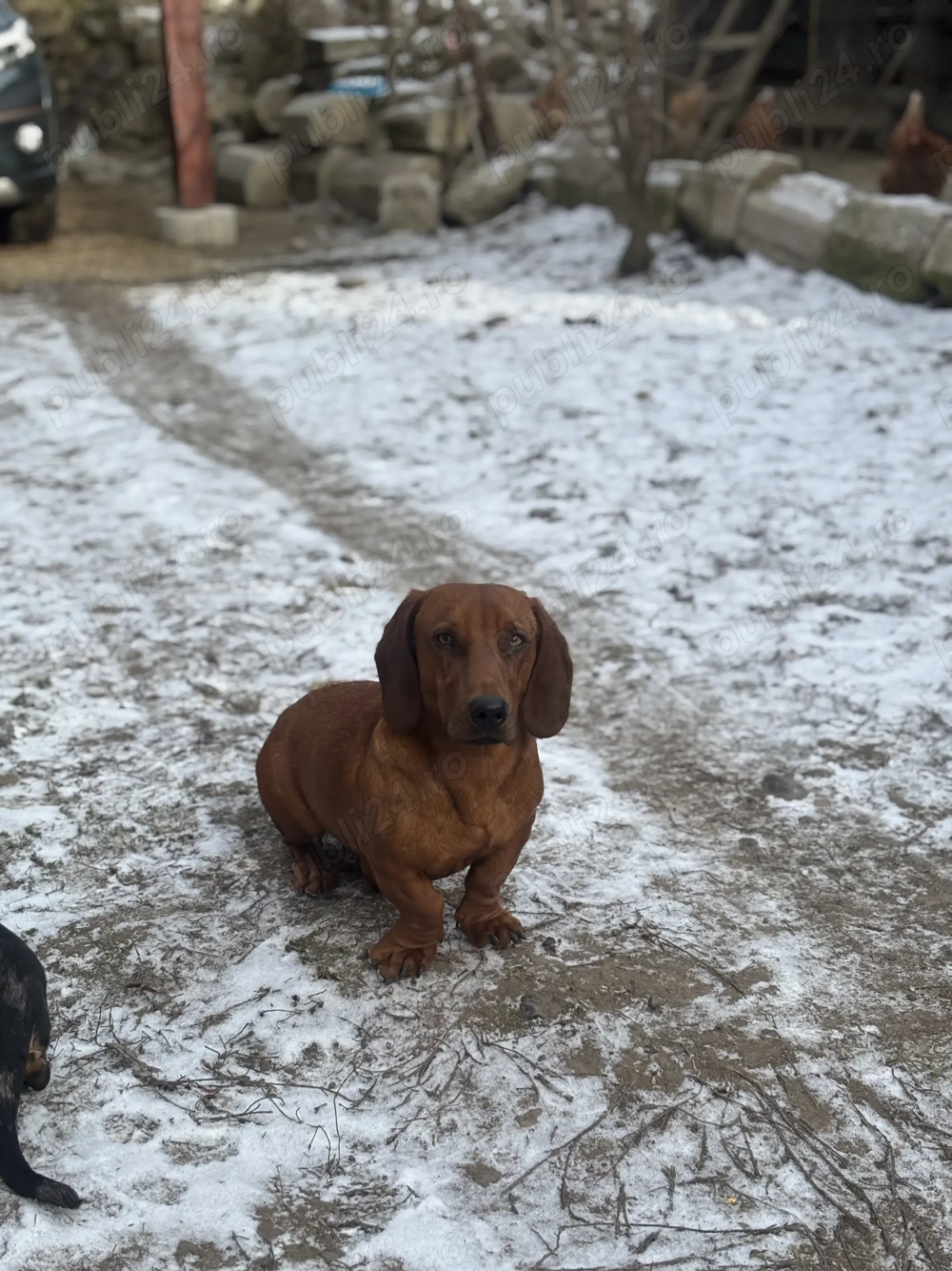 Teckel maro  mascul rasa pura