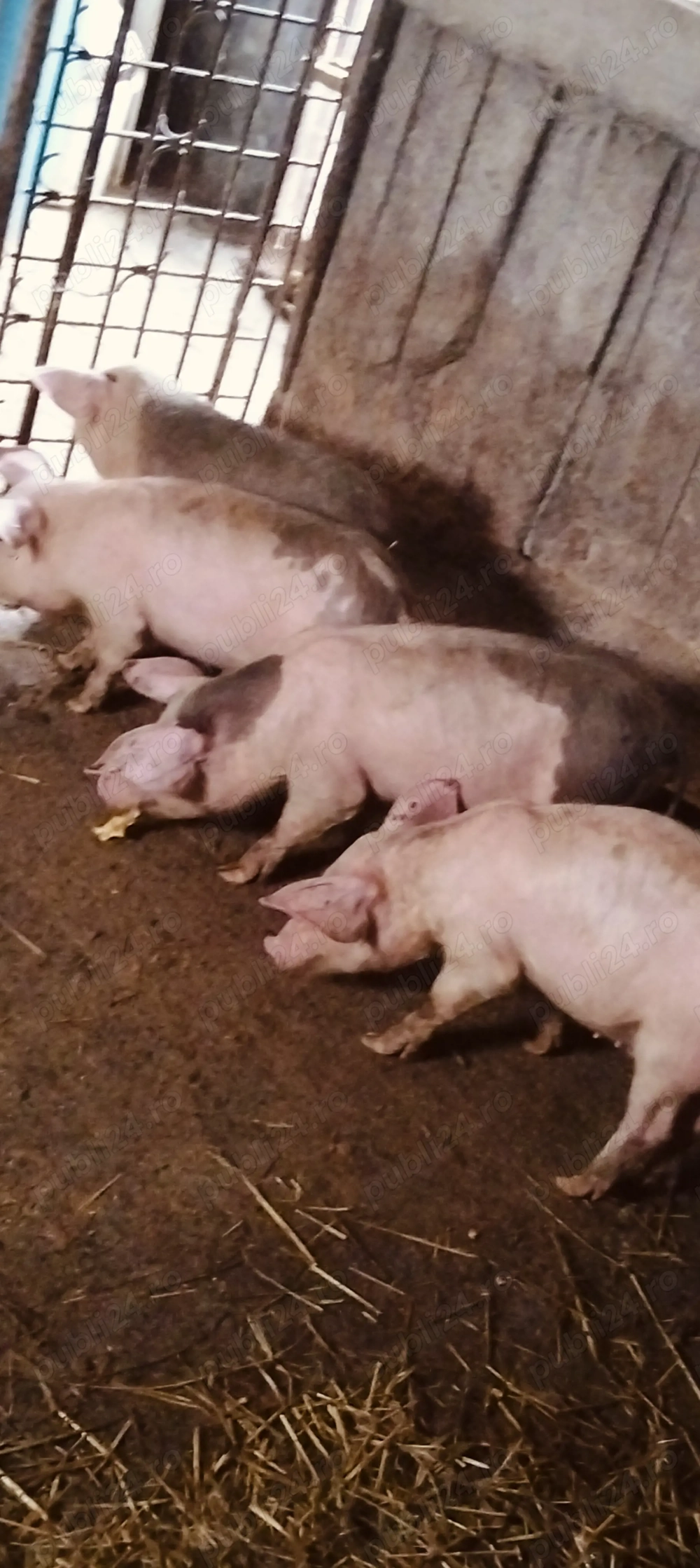 Șoldani de 30-35 kg