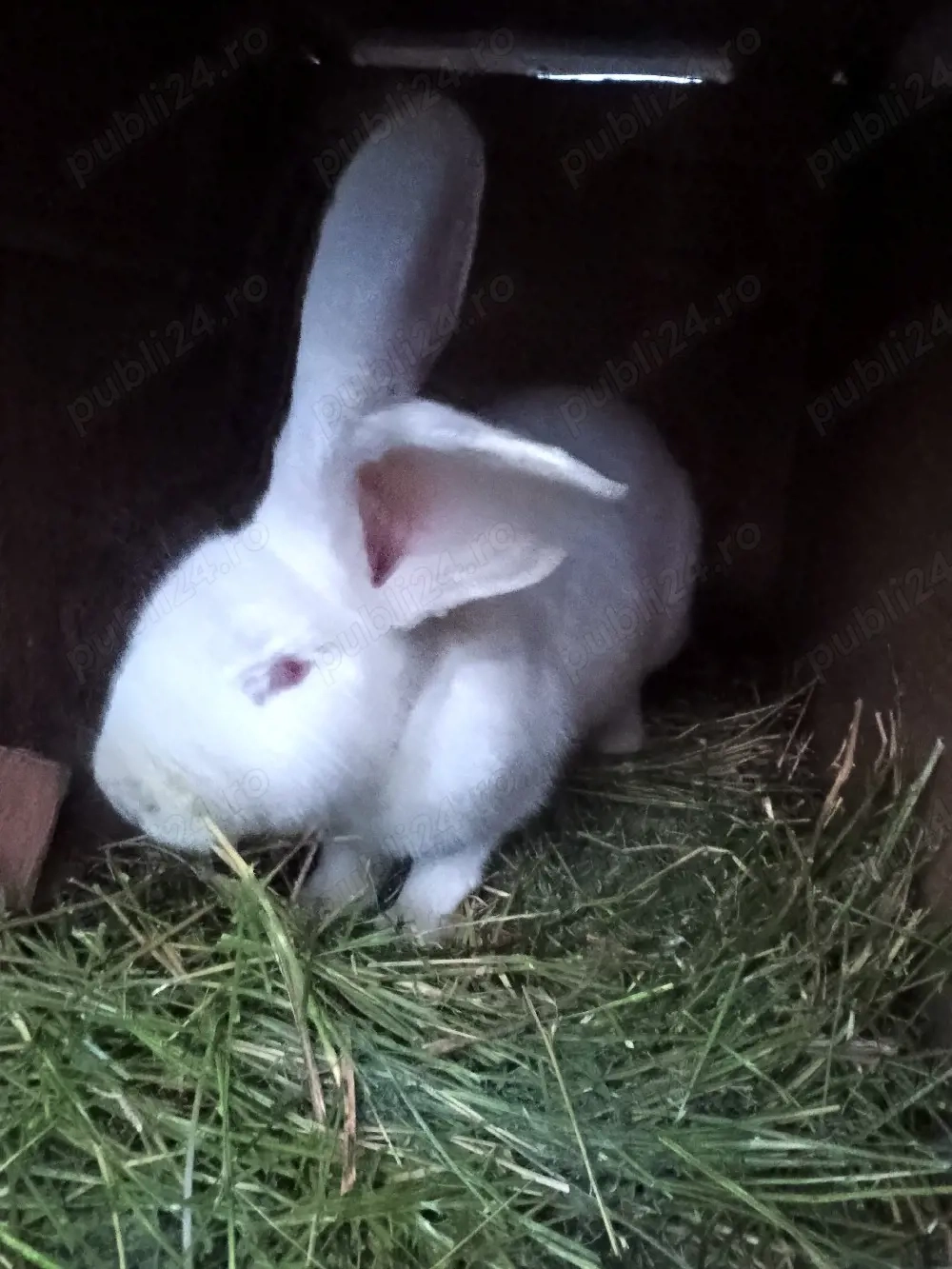 vând iepuri uriasi german