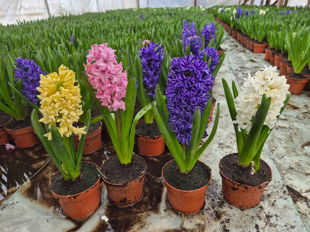 Zambile 1 - 8 Martie