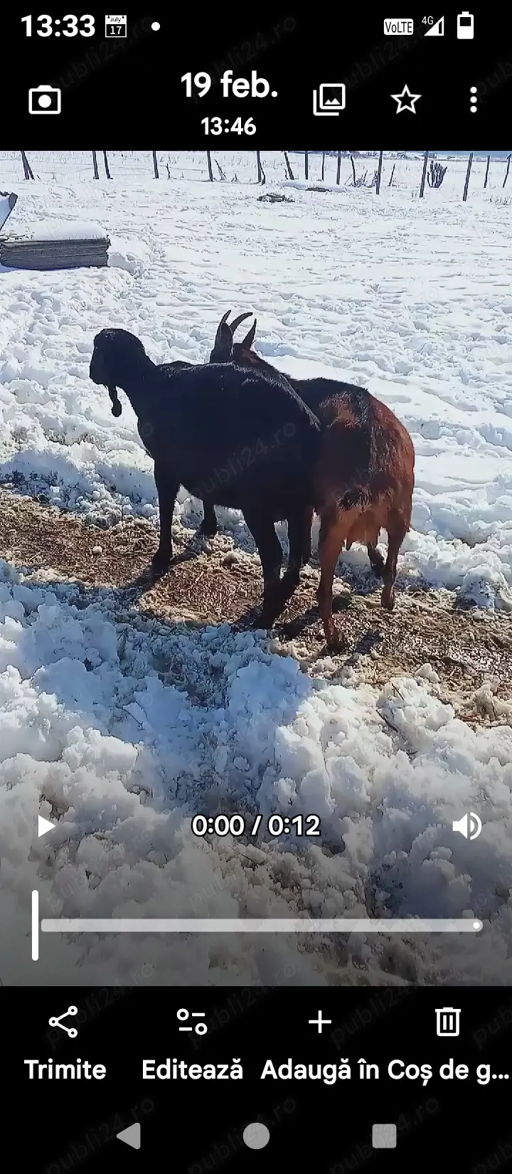 capre  anglonubiana si alpin