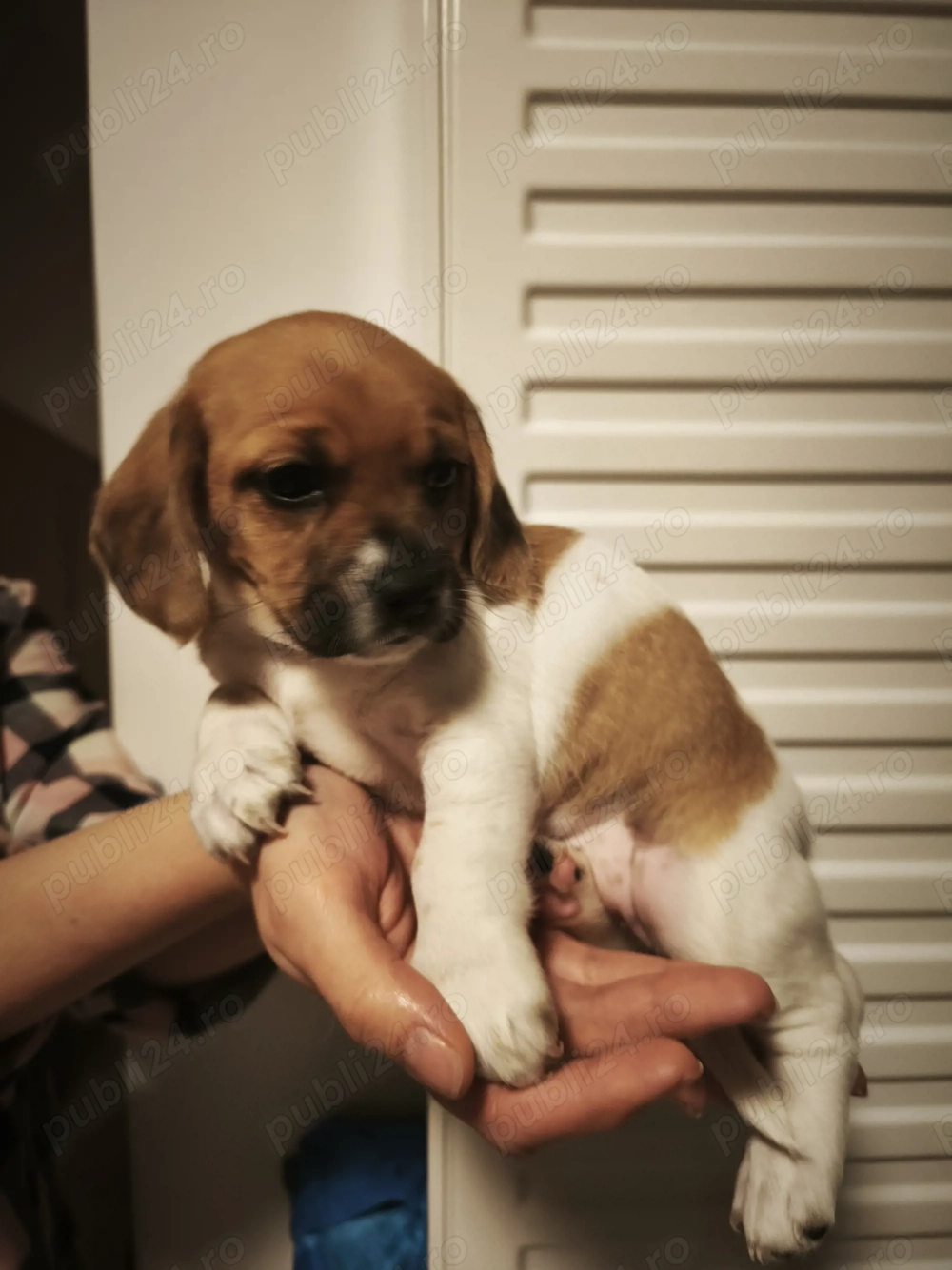 Donez Cățelusa cooker spaniel metis