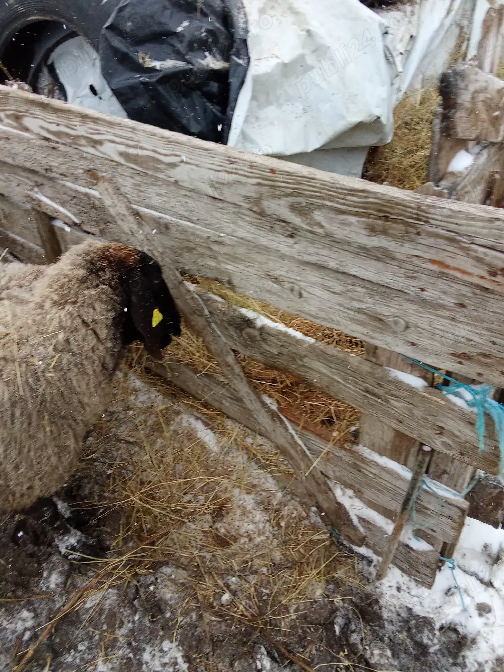 vand oi carabase si sarbesti