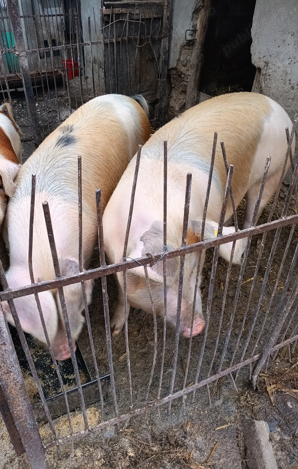 Porc de aprox 140 kg