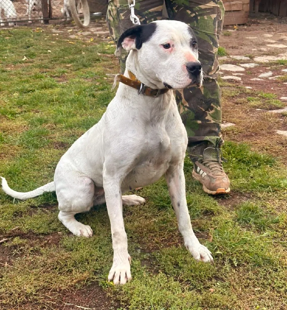 Femelă Dogo Argentino 1 an   exemplar puternic, sănătos