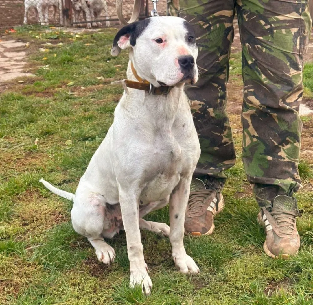 Femela Dog Argentinian