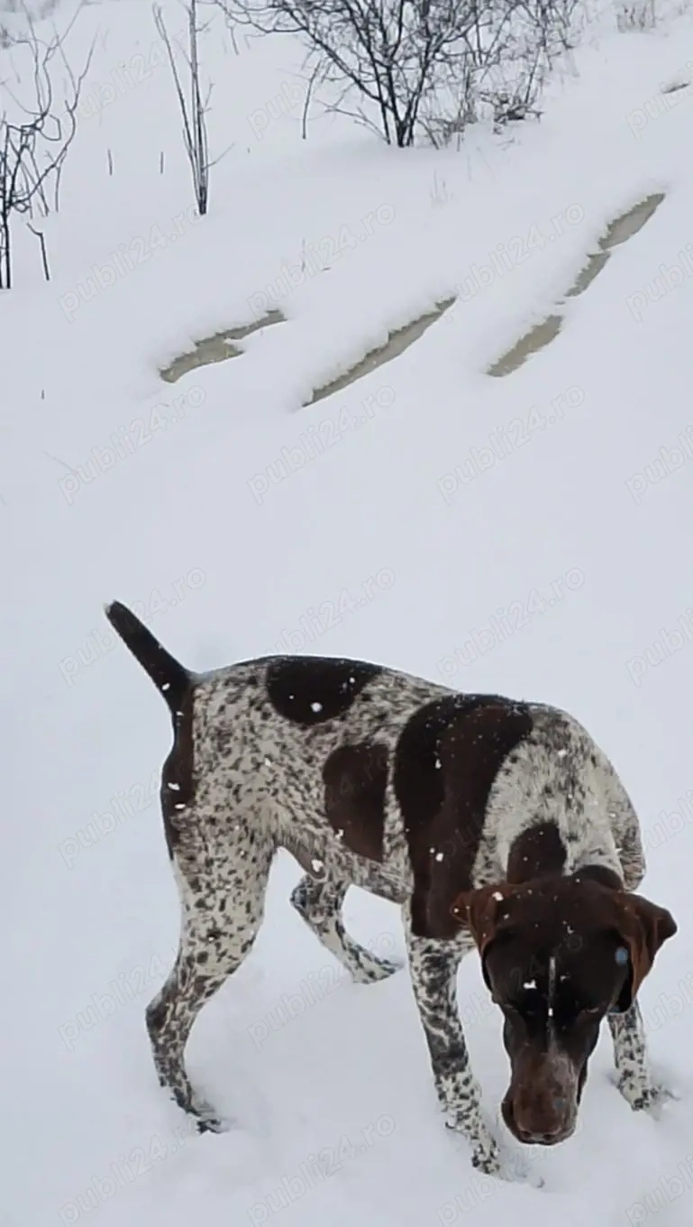 Vând câine brac german 