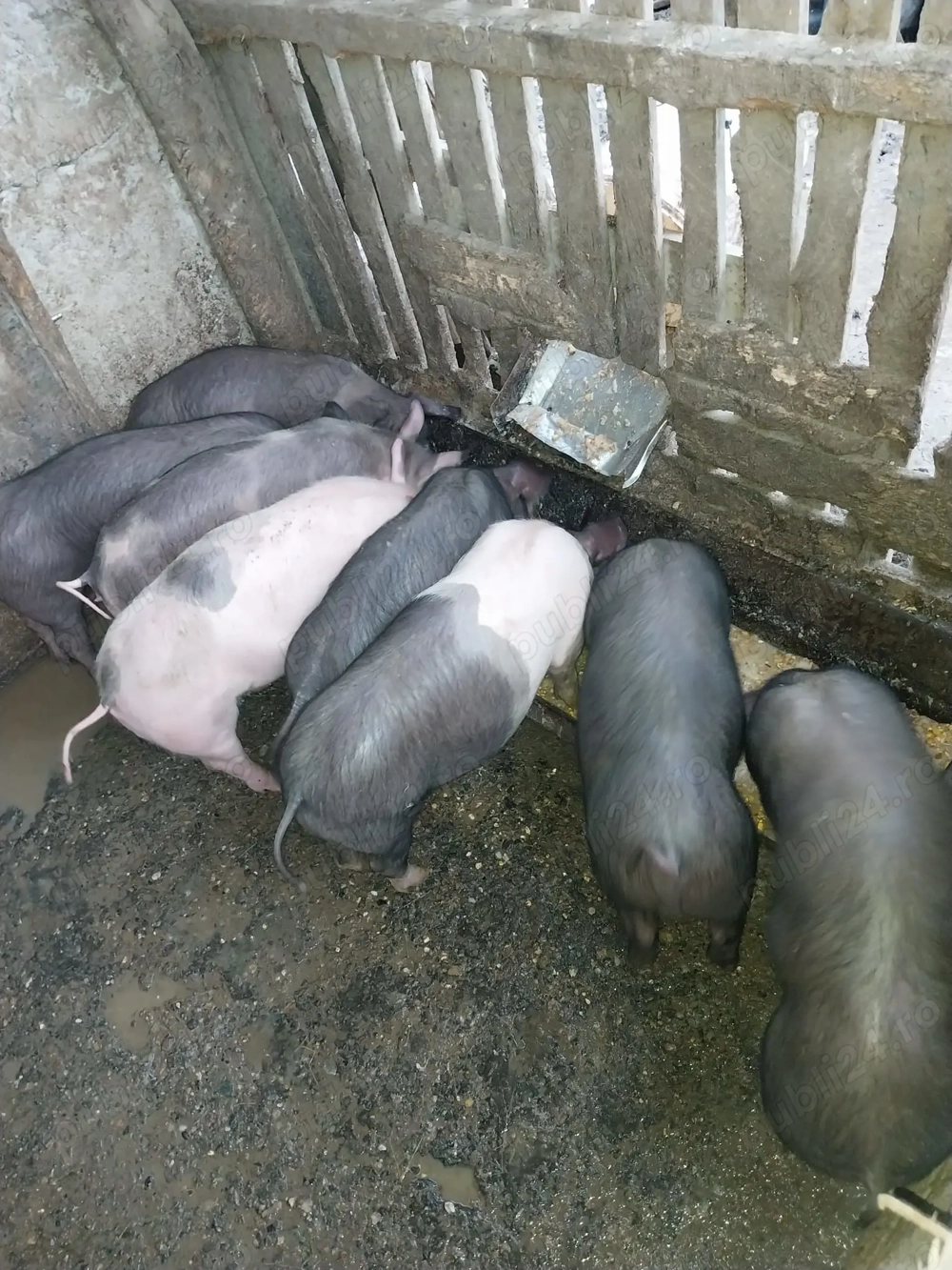 Vand purcei de 3 luni