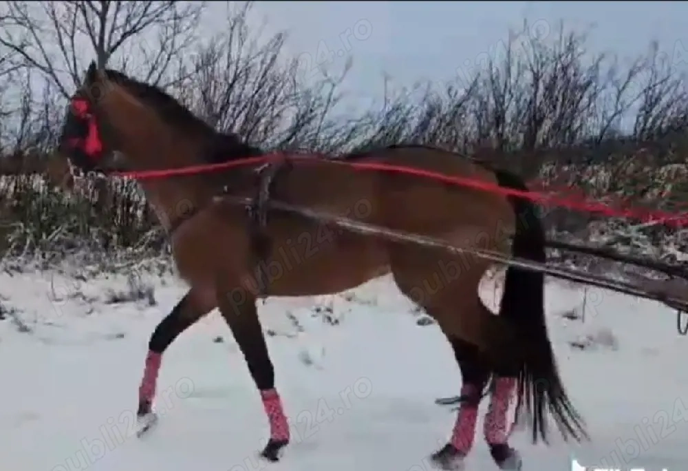 De vânzare cal pur sânge englez . 