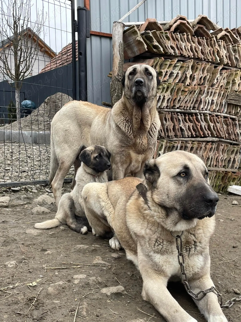 Vând catelusa din imagine din parinti foarte buni...nu deranjați inutil...