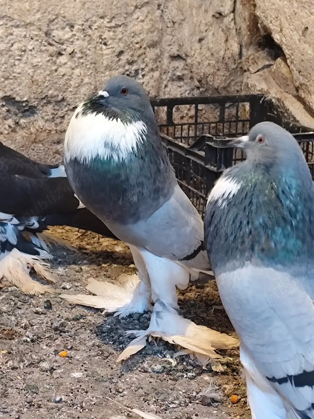 porumbei gușați de pomerania 