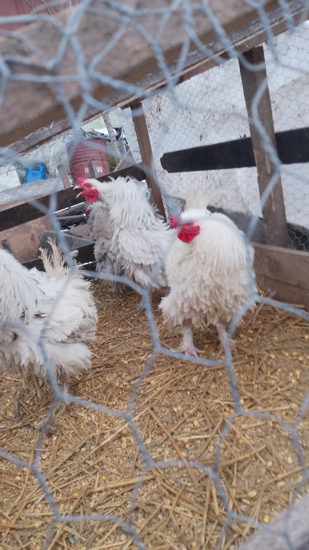 Cocoși frezați.      .