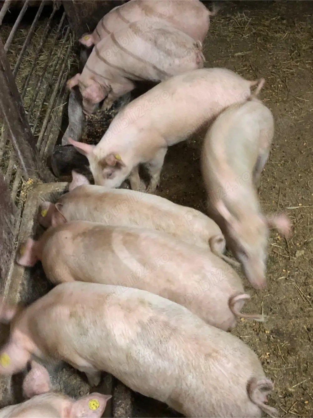 Purcei Șoldani 4 Luni 