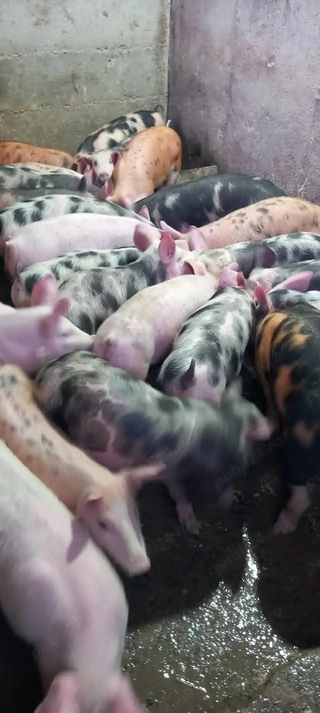 purcei de vânzare vaccinații 