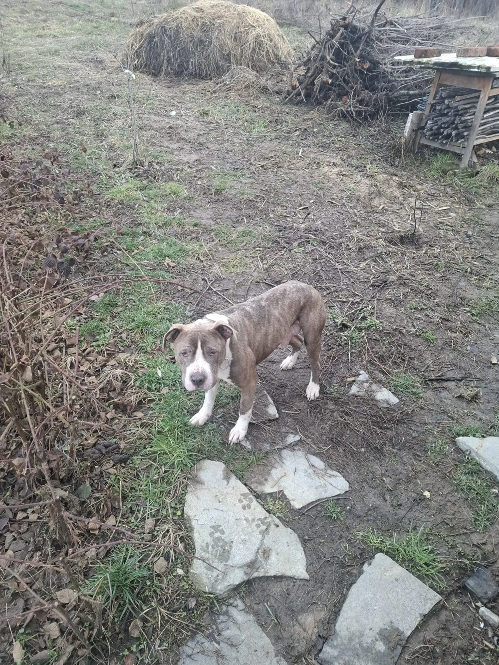 Vand doi caini amstaff