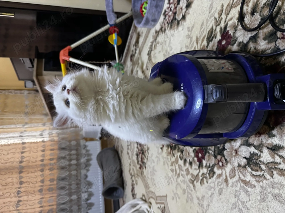 British longhair white-baietel