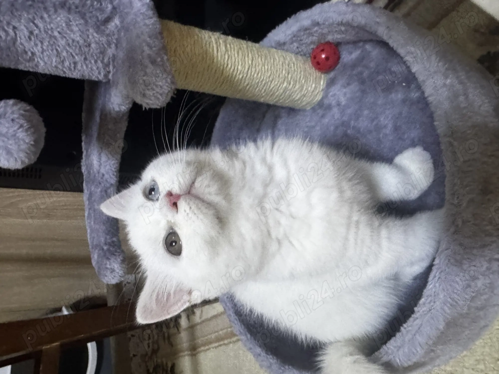 British shorthair white