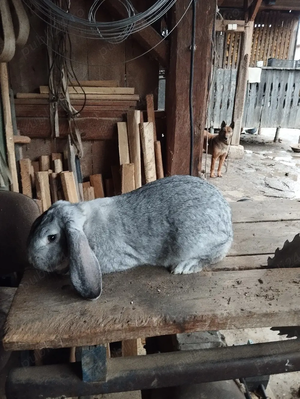 mascul berbec german