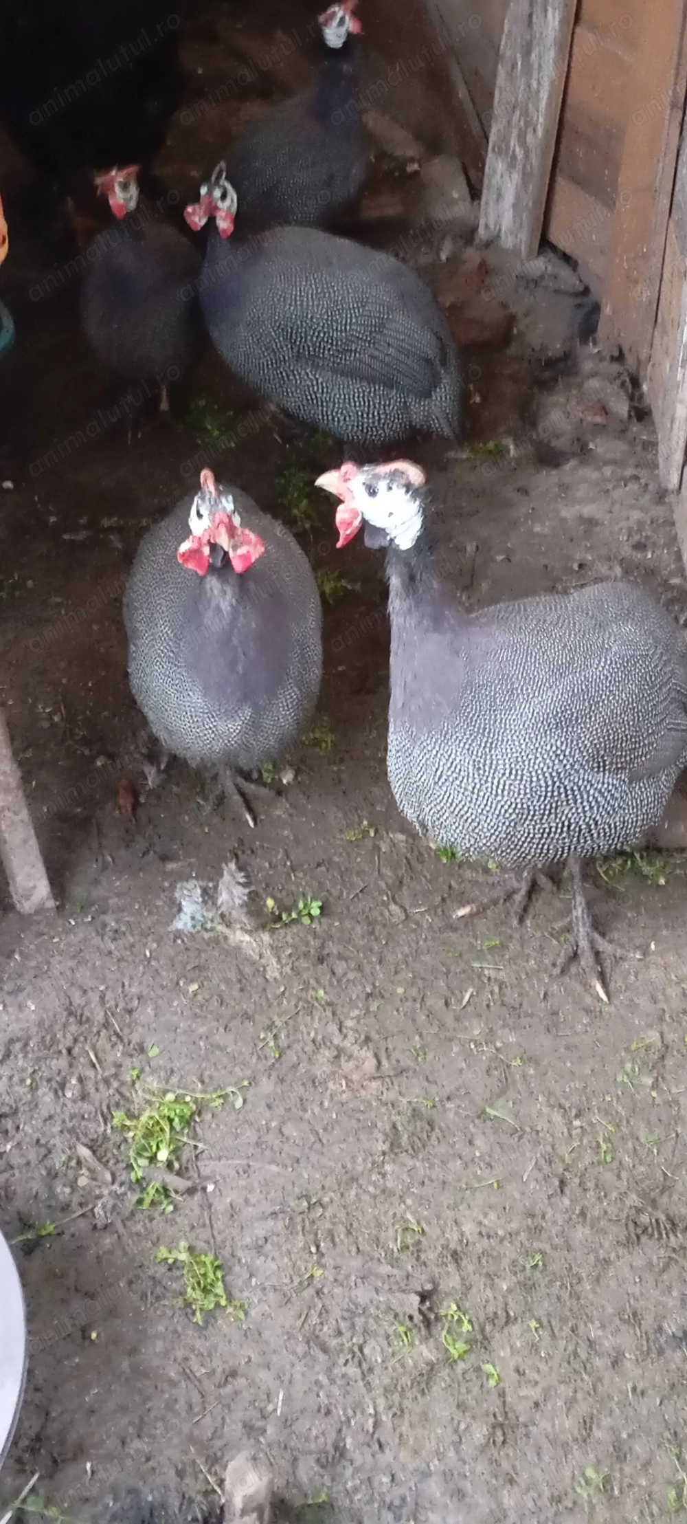 De vânzare bibilici 