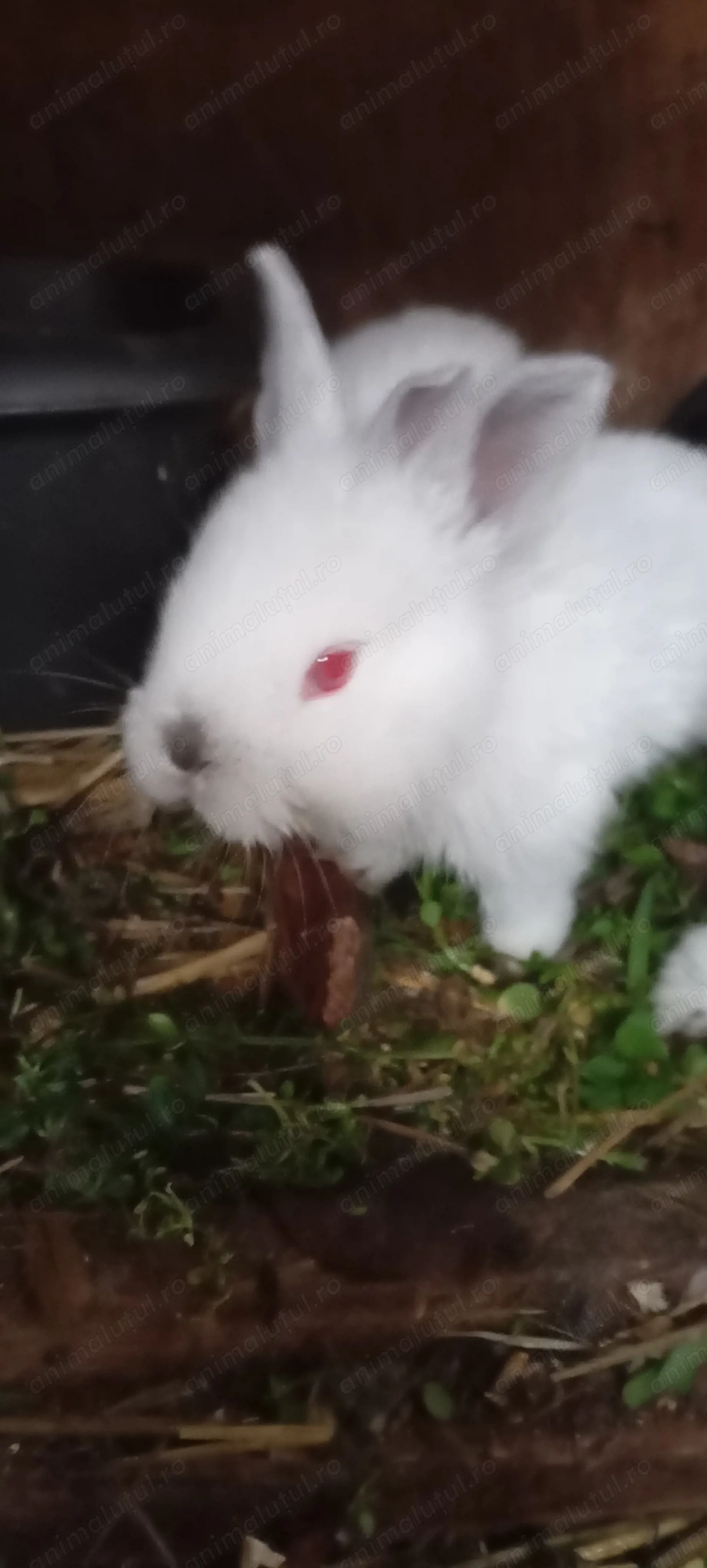 De vânzare iepurasi