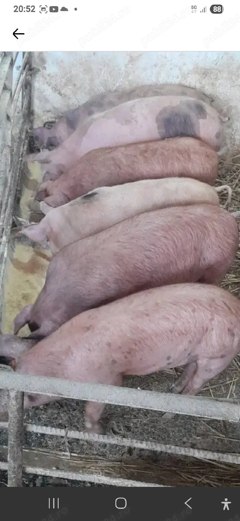 duroc cine vrea porcinde casa 