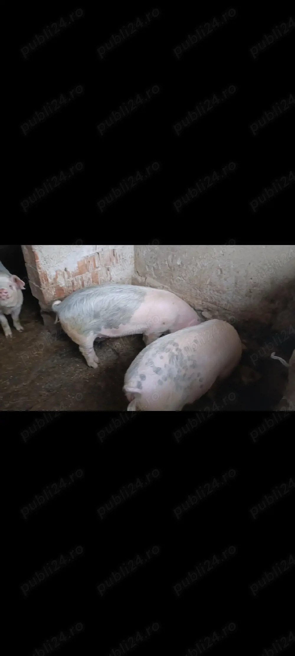 șoldani de vânzare 