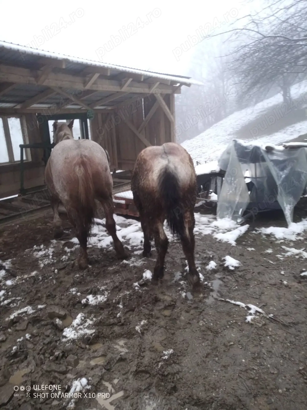 Mânz         ******