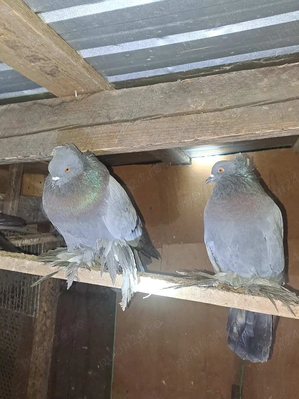 Porumbei de vânzare