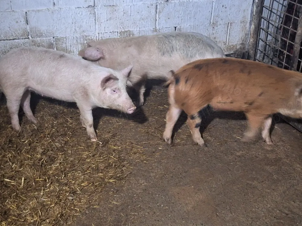 de vanzare soldani de carne 