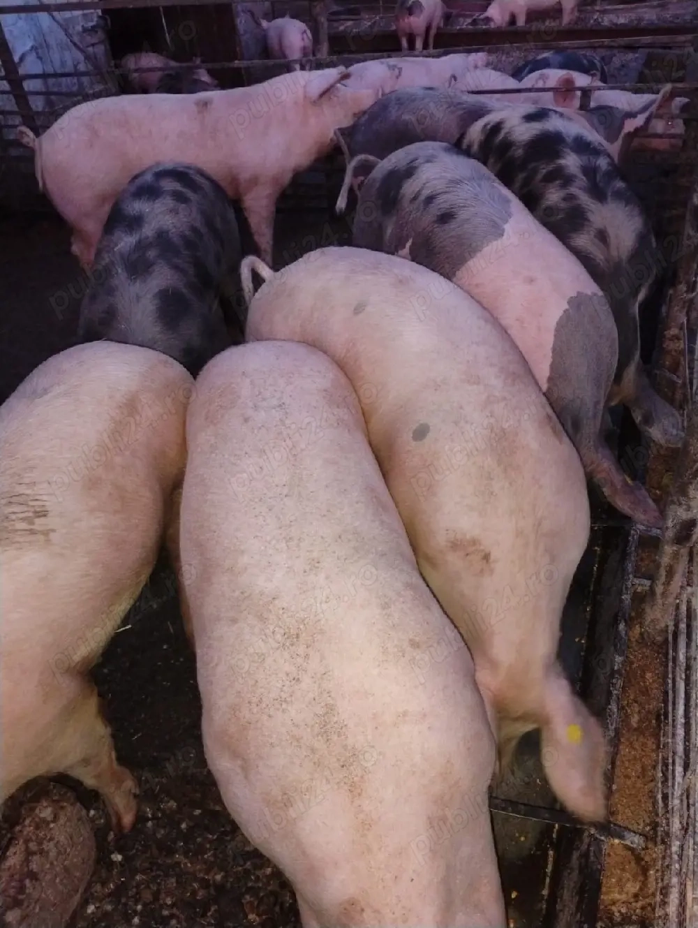 Vând porcii marele alb cu petrean 