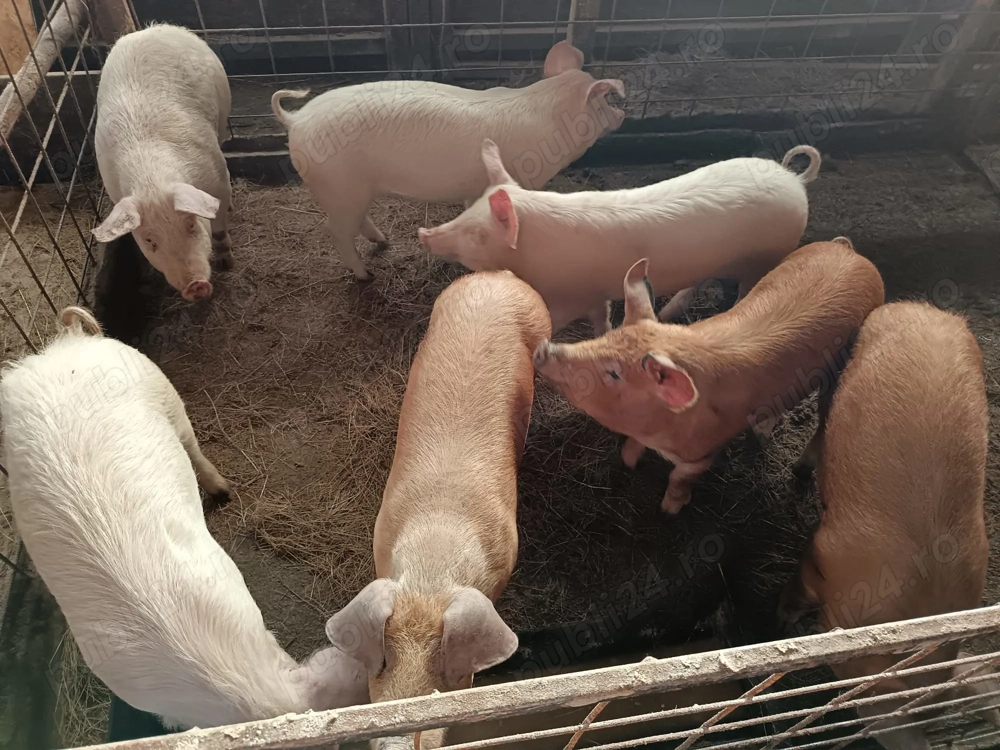 Vând purcei crescuți natural 