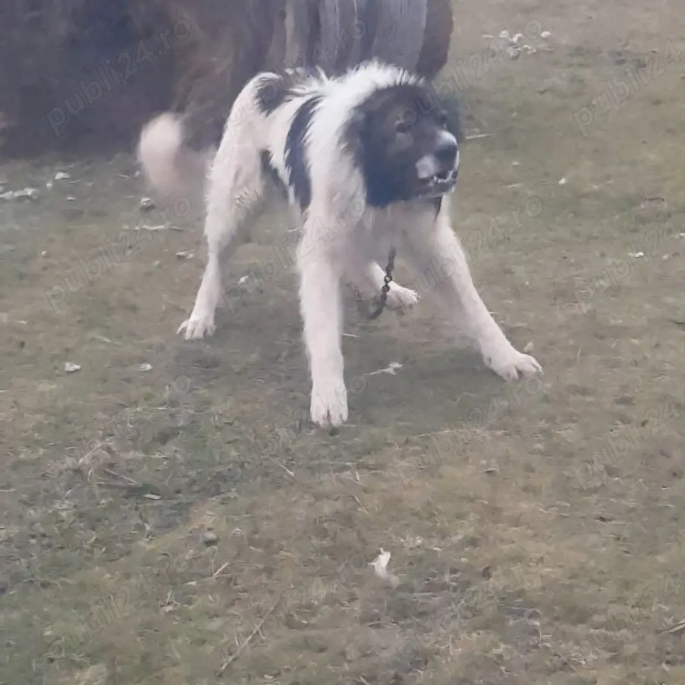 Vand ciobanesc de bucovina