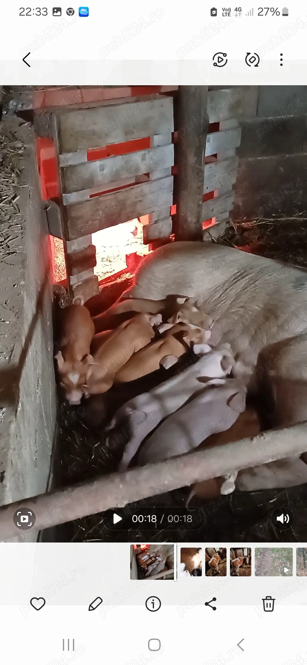 Scroafa cu 13 purcei de vanzare  