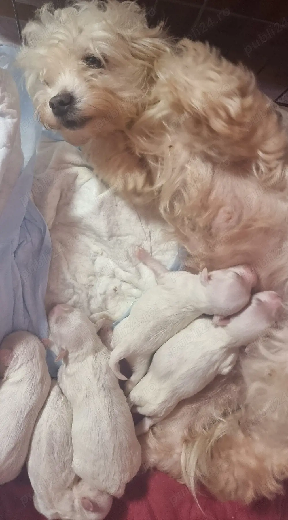 Bichon maltez talie medie disponibil 