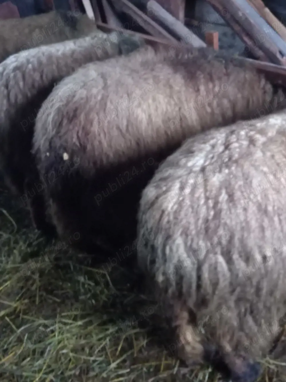 De vânzare oaie pentru sacrificat. 