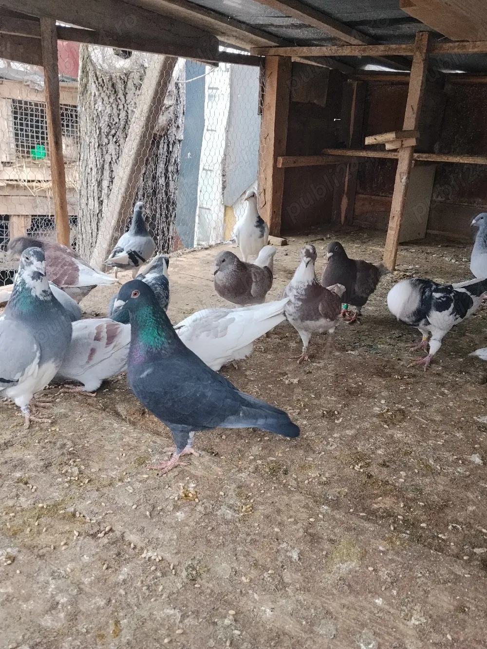 vând porumbei Prahova 